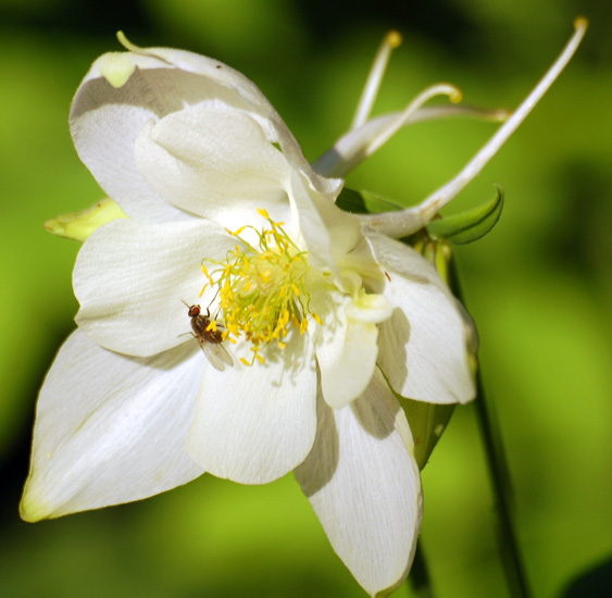 fly on columbine